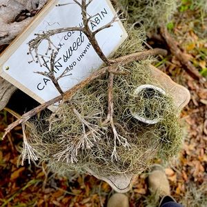 🇪🇸5 lbs. Air Plants Real Live Cleaned Spanish Moss 🇪🇸